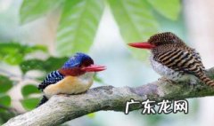 鸟什么季节求偶 鸟什么季节求偶比较好