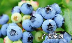 一颗梅蓝莓哪里产的 蓝莓哪里产的