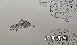 纺织娘是什么昆虫名字 纺织娘是什么昆虫?它总是不停地大吵大闹,无一刻安静