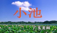 小池这首诗写的是什么季节什么地方 小池这首诗描写的是什么季节的景色描写的景物有什么