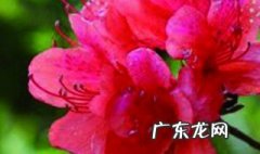 映山红叶子卷曲咋回事 映山红叶子卷曲发黑咋回事