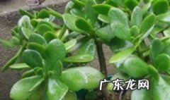 玉树什么季节可以换土 玉树什么季节换土比较好