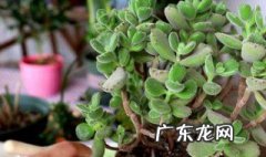 多肉不长大是什么原因造成的 多肉不长大是什么原因