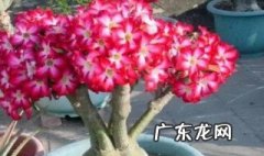 沙漠玫瑰什么季节种 沙漠玫瑰几月份种合适