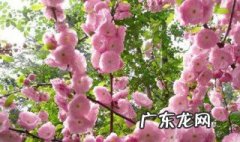 春季开花榆叶梅怎么养 榆叶梅怎么养