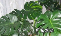 水培龟背竹的养殖方法和注意事项 水培龟背竹的养殖方法和注意事项视频