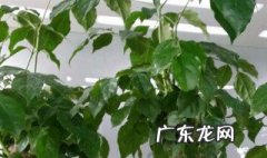 幸福树为什么不发新芽的原因 幸福树为什么不发新芽