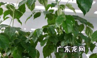 幸福树为什么不发新芽的原因 幸福树为什么不发新芽