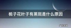 栀子花叶子发黄黑斑是什么原因 栀子花叶子有黑斑是什么原因
