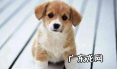 做梦被狗咬