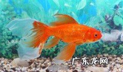 周公解梦鱼