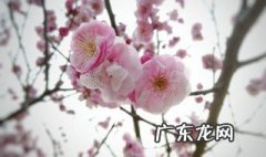 粉桃怎么种 粉桃在花的时候是什么季节