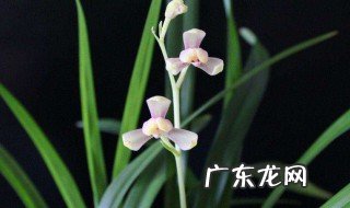 建兰分苗的最佳季节 建兰啥时候需要分苗