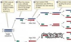 pcr引物是什么RNA pcr引物是什么