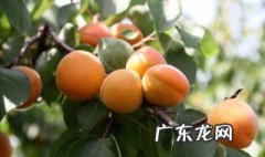 杏子结果的时候是什么季节 杏子是什么时候结出来的?