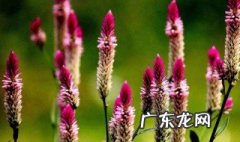 鸡冠花是几月几日开的 鸡冠花是什么时候季节开的