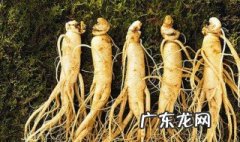 东北人参什么季节吃 东北人参什么季节吃最好