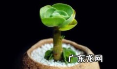 金钱木扦插多久会发根 金钱木的扦插土壤是干是湿