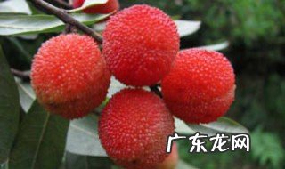 杨梅是什么季节开 杨梅是什么季节开花结果