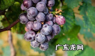 葡萄的生长变化 葡萄的生长变化图片