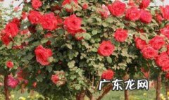 月季树没有土能活吗怎么办 月季树没有土能活吗