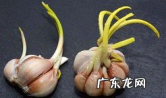 发芽的蒜头怎么办 发芽蒜头怎么处理