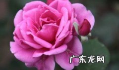 月季花怎么种才好 月季花怎么种好