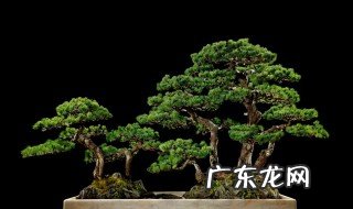 澳松盆景的养护与管理方案 澳松盆景的养护与管理