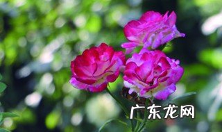 月季花哪个季节适合移栽在室内 月季花哪个季节适合移栽