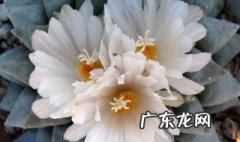 岩牡丹怎么养 岩牡丹怎么养才能长得快
