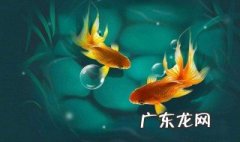 周公解梦梦见鱼 周公解梦梦见鱼死了