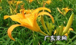 黄花菜为什么叫忘忧草 黄花菜就是传说中的忘忧草