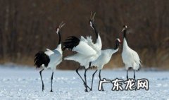 中国国鸟有什么 中国国鸟什么时候确定的