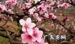 四月份苏州赏花景点 苏州赏花好去处4月