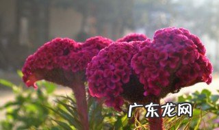 鸡冠花开在什么季节? 鸡冠花是开在哪个季节