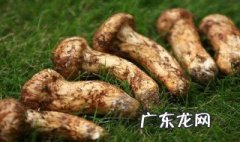 东北松茸季节是什么时候 东北松茸什么季节采摘