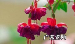 倒挂金钟花种什么时间种 倒挂金钟花什么季节开花