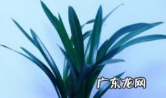 墨兰是哪个季节开花的 墨兰是哪个季节开花的图片