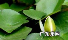 什么季节养睡莲发芽快 什么季节养睡莲发芽快呢