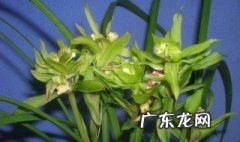 大惠兰花怎么养才能开花 大惠兰花的养殖方法和注意事项