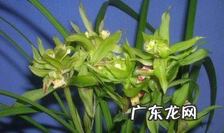 大惠兰花怎么养才能开花 大惠兰花的养殖方法和注意事项