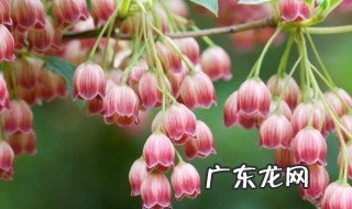 风铃树怎么养 风铃树好养吗