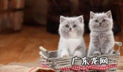 新手养小猫怎么养好 新手养小猫怎么养