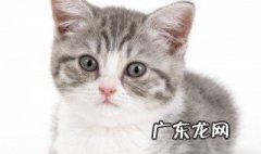 小猫总是粘人是怎么回事 小猫总是粘人是怎么回事啊