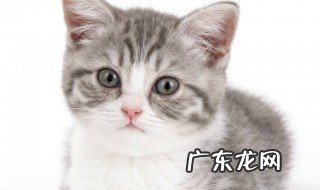 小猫总是粘人是怎么回事 小猫总是粘人是怎么回事啊