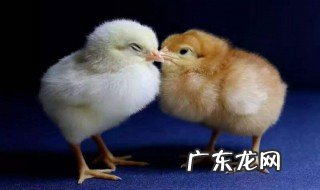 刚出来的小鸡要怎么养 刚出来的小鸡怎么养?