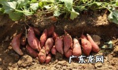 番薯是什么种的植物 番薯是什么种的