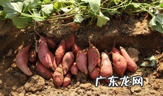 番薯是什么种的植物 番薯是什么种的