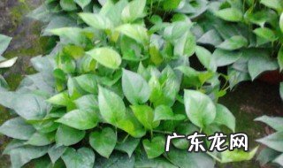 360型绿萝怎么养 绿萝180和360是什么意思