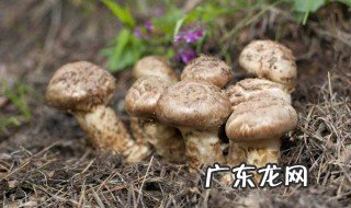 赤松茸伞里为什么是黑的呢 赤松茸伞里为什么是黑的